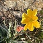 Oenothera indecora Blomma