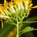 Senecio ovatus Bark