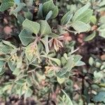 Arctostaphylos columbiana ᱥᱟᱠᱟᱢ