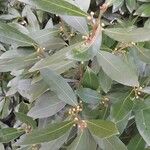 Laurus nobilis List