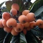 Eriobotrya japonica Mbuma
