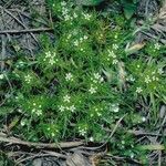 Navarretia leucocephala Habitatea