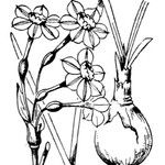 Narcissus × compressus Otro