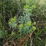 Euphorbia portlandica Blad