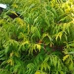 Rhus glabra ഇല