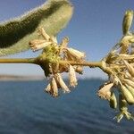Silene exaltata Bark