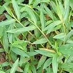 Microstegium vimineum Leaf