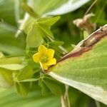 Oxalis strictaFlower