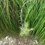 Ptilostemon hispanicus Leaf