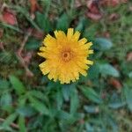 Hypochaeris radicata Blüte