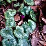 Cyclamen purpurascens Blad