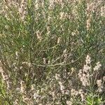 Baccharis spicata Hábito