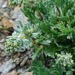 Artemisia genipi Flower