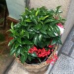 Ardisia crenata पत्ता