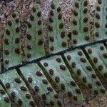 Ctenopterella lasiostipes Blatt