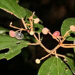 Miconia stevensiana Frugt