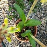 Lachenalia orchioides Leaf