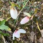 Helleborus niger Kwiat