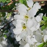 Exochorda racemosa Цветок