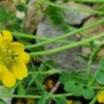 Coronilla vaginalis Flower