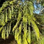 Acacia elata Leaf