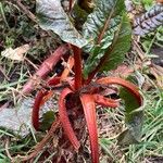 Beta vulgaris Habit