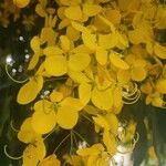 Cassia fistula Λουλούδι