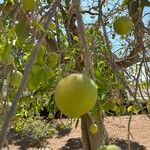 Casimiroa edulis Плод