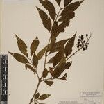 Ligustrum confusum Otro