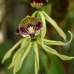 Prosthechea cochleata Çiçek