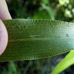 Panicum miliaceum Hoja
