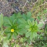 Potentilla norvegicaЦвят