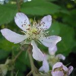 Rubus scabripes പുഷ്പം