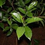 Hieronyma oblonga Otro