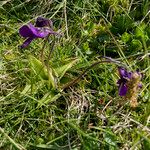 Pinguicula grandiflora Ліст