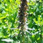 Pedicularis recutita Фрукт