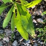 Solidago nemoralis Leaf