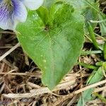 Viola × melissifolia Leaf