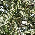 Acacia cultriformis Folio
