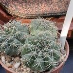 Gymnocalycium baldianum Λουλούδι