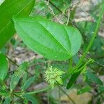 Passiflora suberosa Yeri