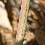 Diatelia tuberaria Ekosanga