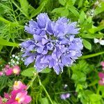 Gilia capitataFlower