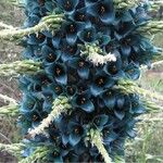 Puya chilensis Květ