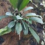 Coelogyne imbricata পাতা