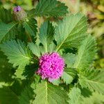Centratherum punctatum Flor