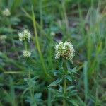 Spermacoce verticillata Blomma