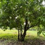 Harpullia arborea Habit