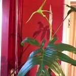 Philodendron pedatum Лист