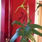 Philodendron pedatum List